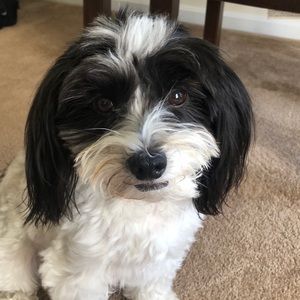 Meet your Posher, Gillian